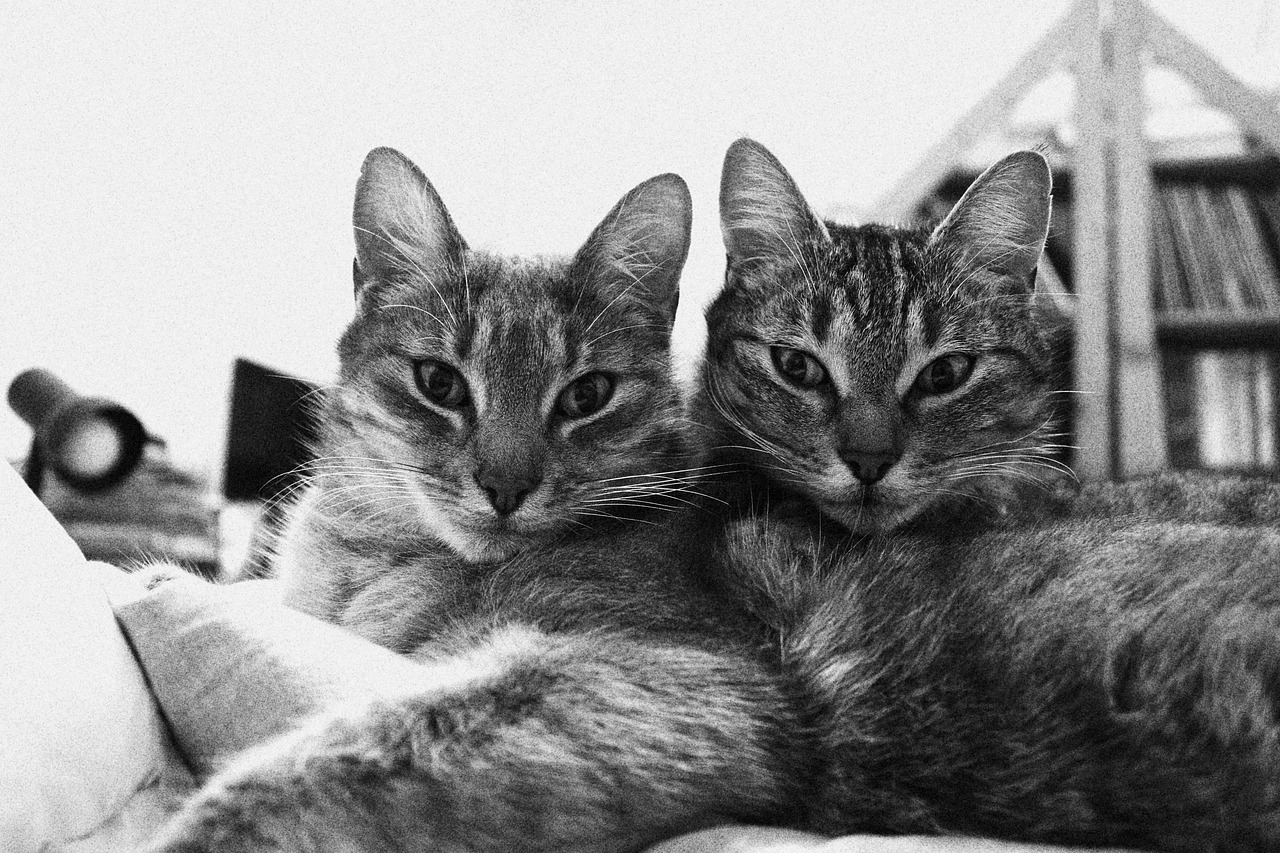 Aparece una fotografía en blanco y negro de dos gatos casi iguales